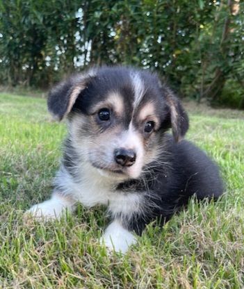 Earl Au Village Du Chiot - Chiots disponibles - Welsh Corgi Pembroke