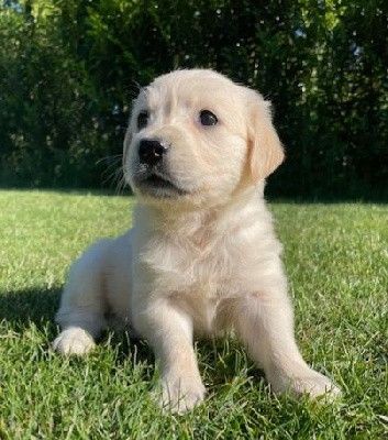 Earl Au Village Du Chiot - Chiots disponibles - Golden Retriever