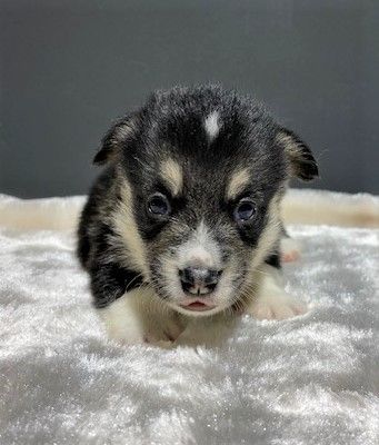 Earl Au Village Du Chiot - Chiots disponibles - Welsh Corgi Pembroke