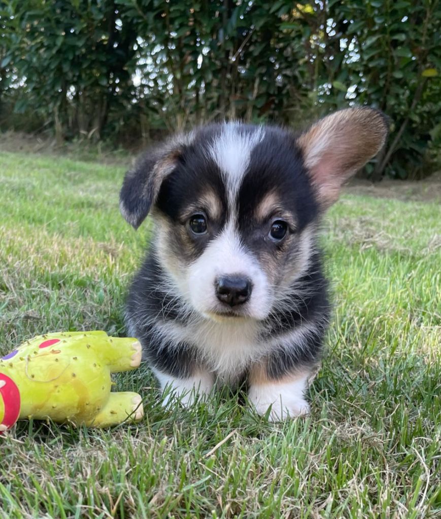 Earl Au Village Du Chiot - Chiots disponibles - Welsh Corgi Pembroke